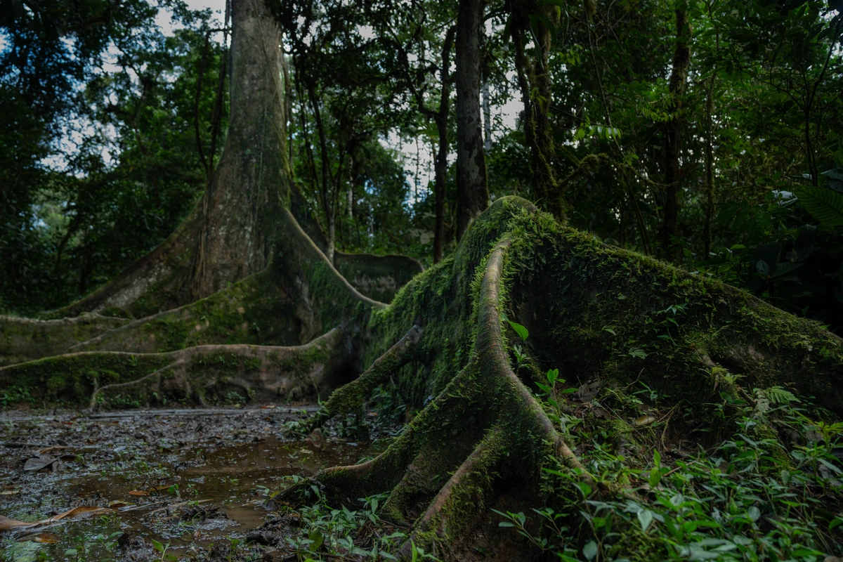 Reserva Ecológica Nantar: selva primaria y cultura Shuar en Morona Santiago